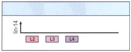 lin-14 vysoká střední nízká časový gradient lin-14