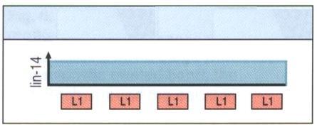 lin-4, začínající při časném vývoji larvy lin-14