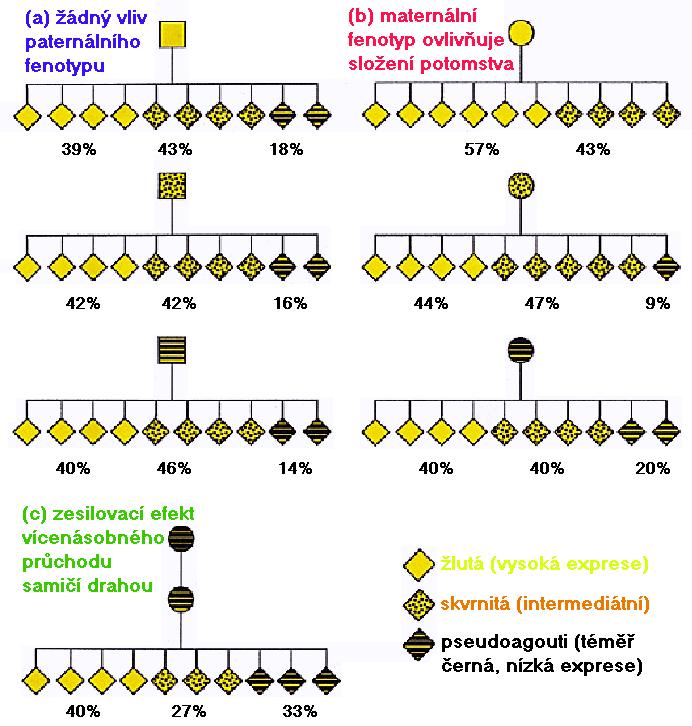 Tři třídy dědičné epigenetické variability (B) Usnadněná epigenetická variabilita, která funguje v pravděpodobnostním režimu, obvykle v kontextu s