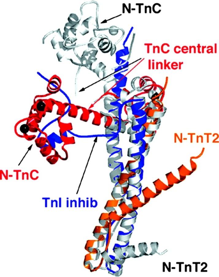 3.2.3. Troponiny Troponiny (dále jen Tn ) jsou strukturní bílkoviny příčně pruhovaných svalových buněk, kde se podílejí na regulaci svalové kontrakce.