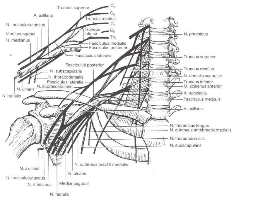 Obr.1 Schéma plexus