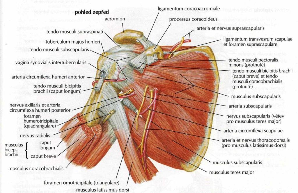 tuberculum infraglenoidale Caput laterale: humerus- sulcus nervi radialis Caput mediale: humerus-