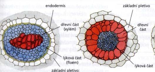 Pletiva vodivá - cévní