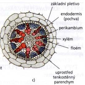 lýkostředné paprsčité