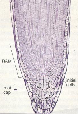 Kořen - stavba kořene