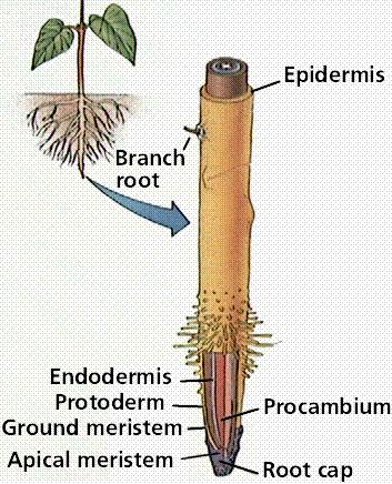 endodermis dermatogen