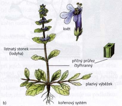 radikula, epikotyl,