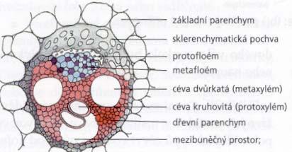 Pletiva vodivá - cévní svazky