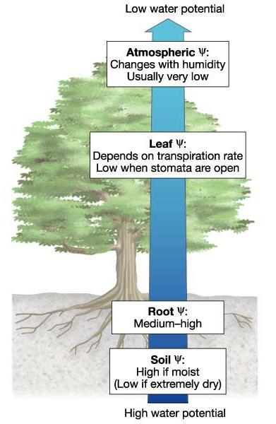 3. Vedení vody rostlinami: vzestupný proud, kořenový vztlak vodní potenciál voda se pohybuje z míst s vyšším (méně záporným) vodním potenciálem do míst s nižším