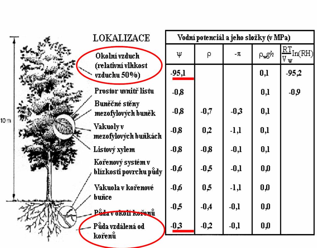 3. Vedení vody rostlinami: vzestupný proud,