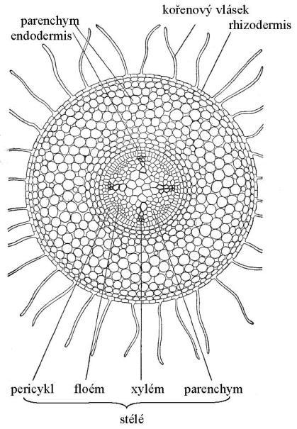 kořenový vztlak příjem vody rostlinami stavba