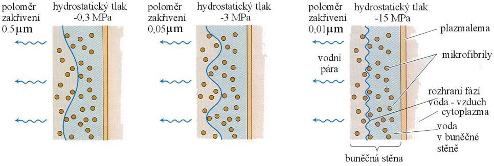 3. Výdej vody rostlinou: transpirace, otevírání a zavírání průduchů vodní poměry na povrchu buněčných stěn závislost na struktuře význam kapilarity