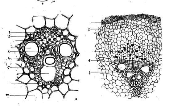 1) Anatomie: stavba cévních svazků xylém a floém, stavba stonku Typy uspořádání cévních svazků Kolaterální: Bikolaterální: xylém Floém