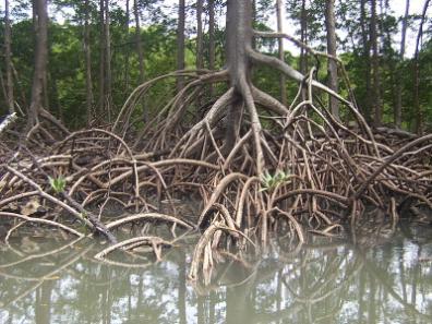 Význam vody pro rostliny Poikilohydrické rostliny - ressurection plants