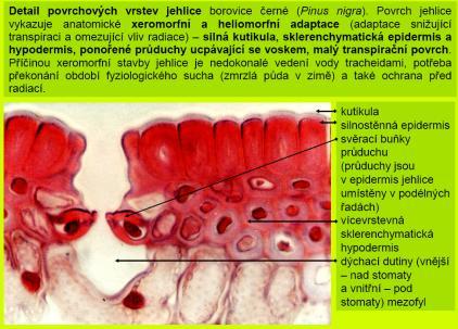 cz/studium/prednasky/anatomie/atlas/ http://botany.upol.