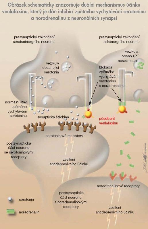 3.1.5 Inhibitory zpětného vychytávání serotoninu a noradrenalinu (SNRI) venlafaxin, milnacipran Mechanismem účinku SNRI je inhibice zpětného vychytávání serotoninu a noradrenalinu, která zvyšuje