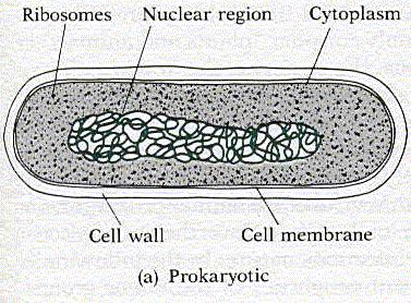 Prokaryotická X