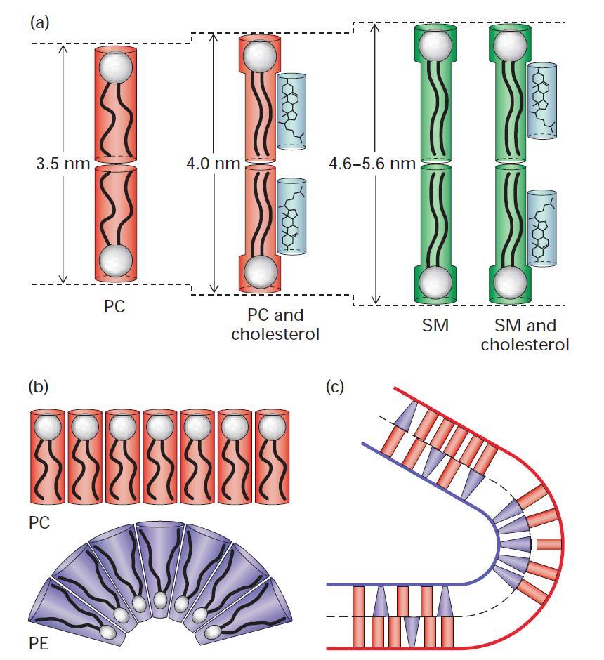 Effect of lipid composition on bilayer thickness and curvature. (a) A pure sphingomyelin (SM) bilayer is thicker than one formed from a phosphoglyceride such as phosphatidylcholine (PC).