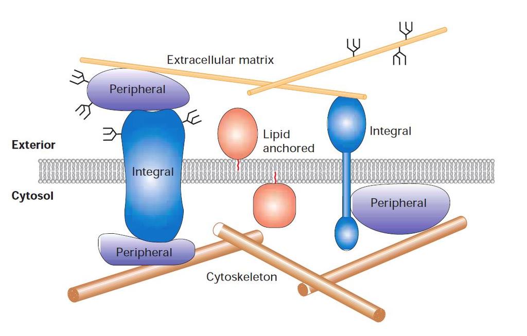 Cytoplasmatická membrána o Trans membránové (integrální) proteiny specifická fce: tok látek, E, info o Povrchové (periferní)