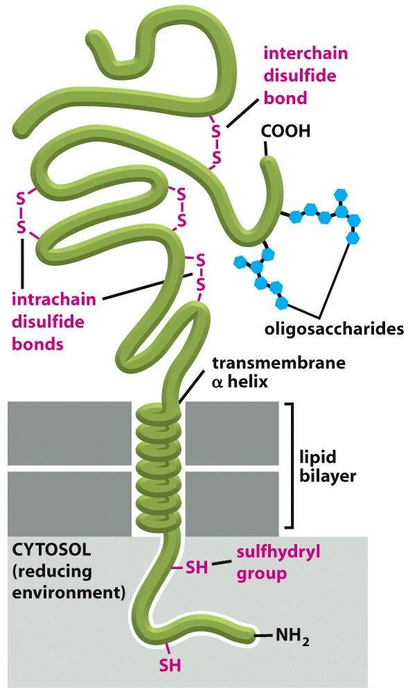 Figure 10-27 Molecular Biology