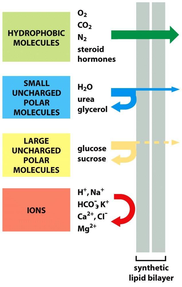 Figure 11-1 Molecular Biology of