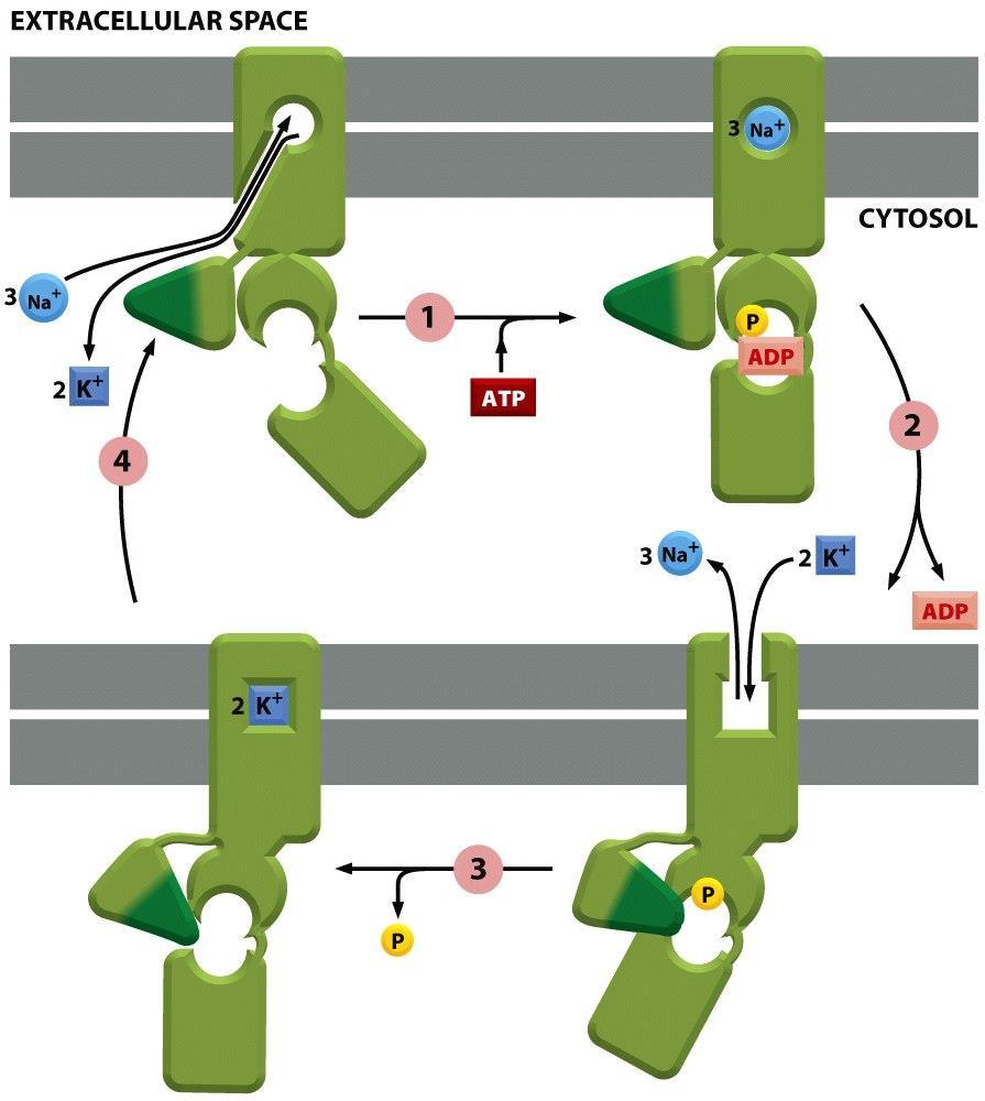 Figure 11-15 Molecular Biology
