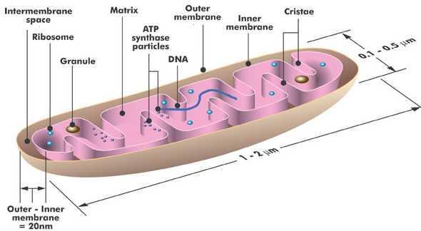 . Mitochondrie ov cytoplasmě 50-5000, 1um