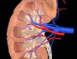 MEMBRÁNOVÁ GC LEDVINY, SRDCE GC v ledvinách je aktivována hormonem atrial natriuretic factor = ANF ANF je uvolněn v srdeční síni (atrium), když je srdce roztažené zvýšeným objemem krve ANF je