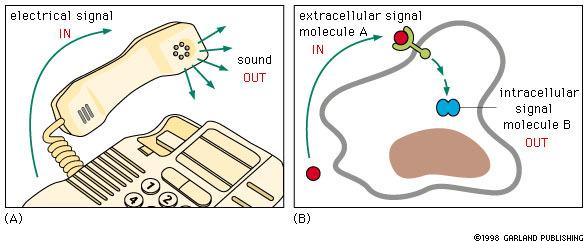 Obecné mechanismy buněčné signalizace Komunikace mezi buňkami: 1. Syntéza a 2. uvolnění signální molekuly buňkou která signalizuje 3. Transport signálu k cílové buňce 4.