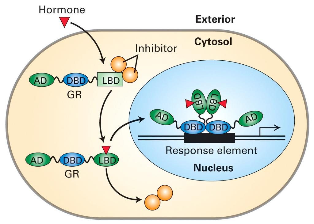 ř.1: do jádra jde ligand pro jaderný receptor/ligandem aktivovaný transkripční faktor Receptory pro vitamín D3, thyroxin, retinovou kyselinu ř.