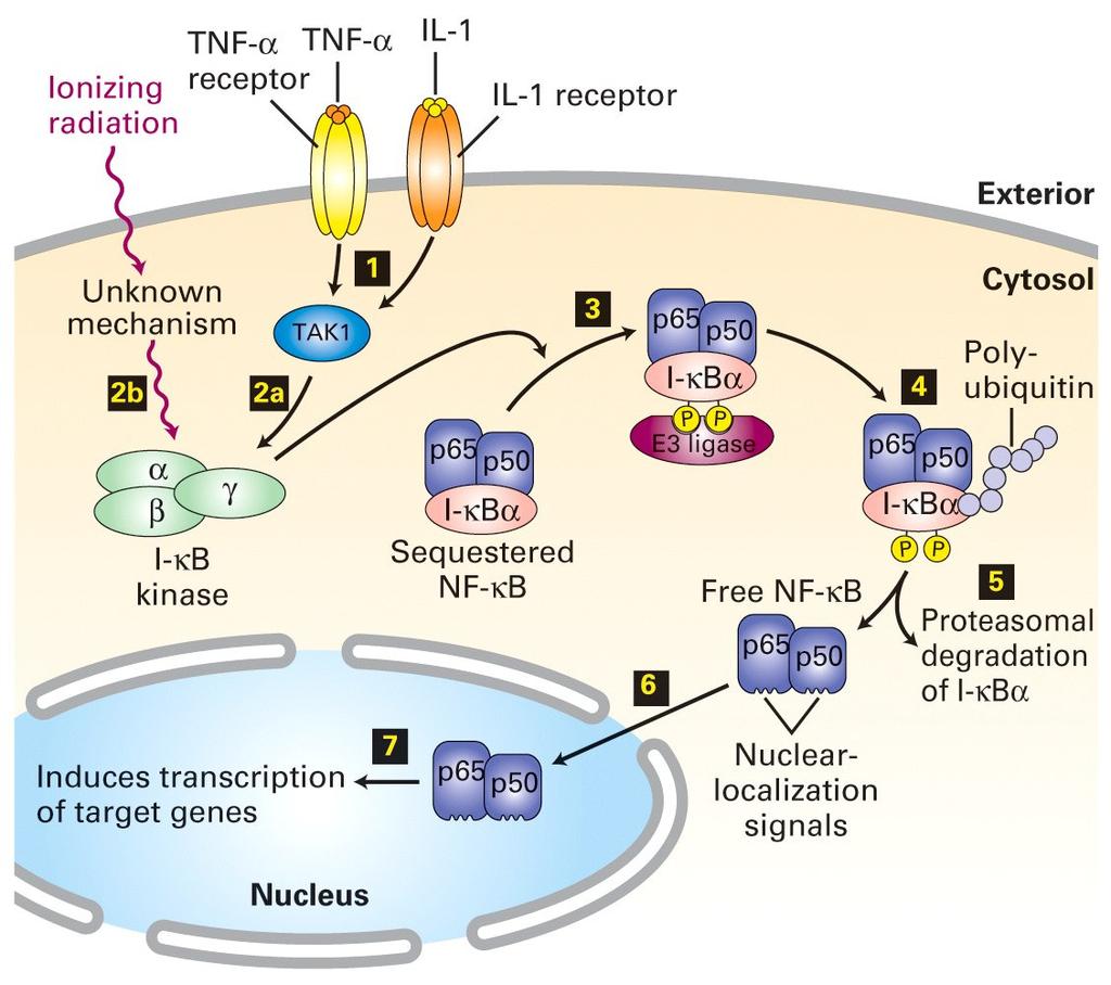 ř.5: roteolýza uvolňuje TF NF-kappa-B pro translokaci do jádra: obr.: Lodish et al.: Molecular Cell Biology, 5. vyd., W.H.Freeman & Co., N.Y. 2004.