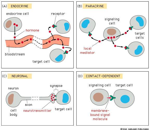 Na jakou vzdálenost signál působí: + AUTOCRINE Signální molekula (ligand): eptidy/proteiny ACTH, inzulin, glukagon, růstové faktory, cytokiny a mnoho jiných Malé lipofilní