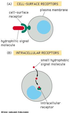 Vždy protein Receptor Vazba ligandu + konformační změna převod signálu (signální