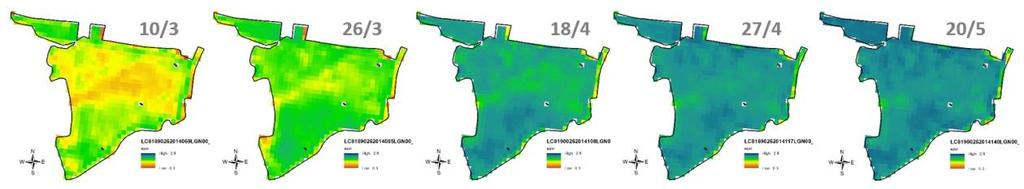 Obr. 19 Dynamika průběhu vývoje porostu pšenice ozimé na pozemku o výměře 70 ha zachycená NDVI snímky z družice Landsat 8 v průběhu vegetačního období 2014.