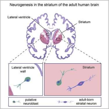 Tvorba interneuronů ve striatu
