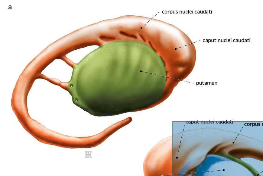 Bazální ganglia pohled z