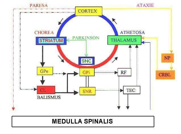 Zapojení basálních ganglií v