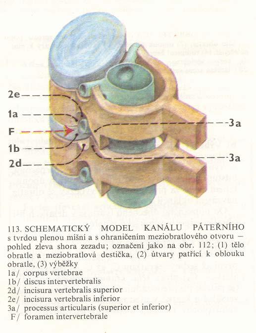 Obratle (vertebrae) těla obratlů jsou nosnou částí oblouky obemýkají míchu a tím t m ji chrání výběž