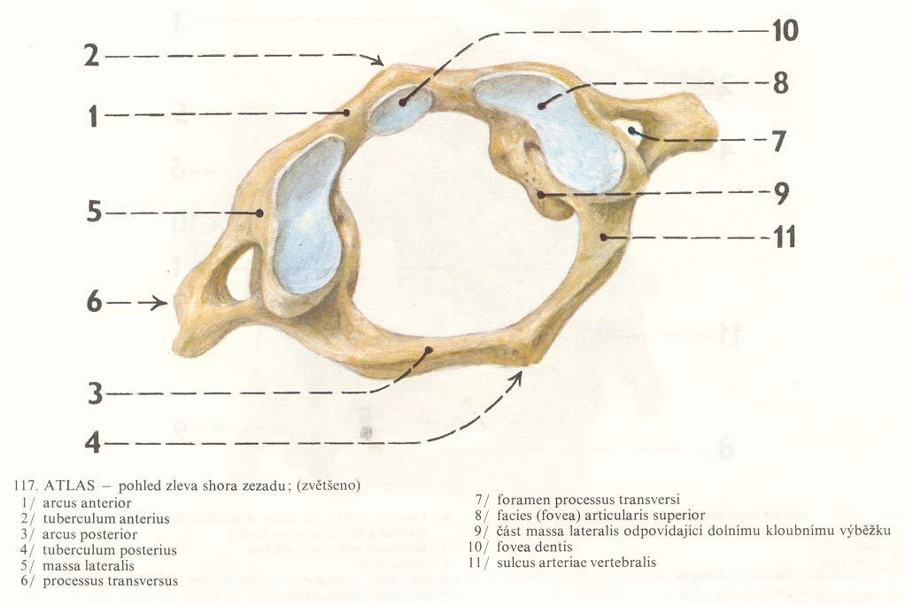 Atlas (nosič) první obratel krční