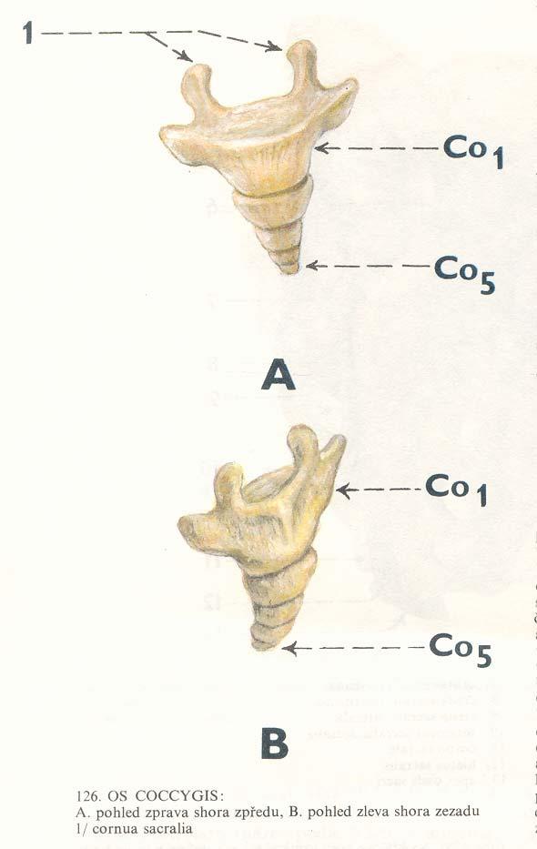 Kost kostrční (os coccygis) nasedá na dolní