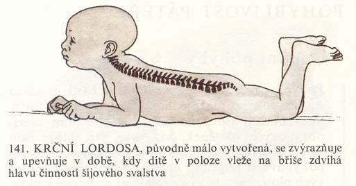 Zakřiven ivení předozadní páteř novorozence je zakřivena v jedné, téměř plynulé kyfose s málo m výrazným