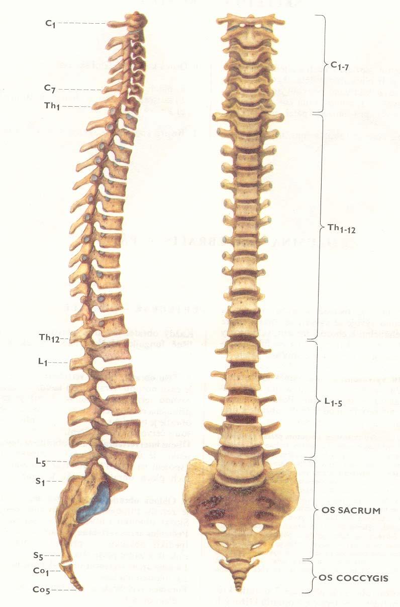 je osovou kostrou trupu 7 obratlů krčních 12 obratlů hrudních 5 obratlů bederních 5 obratlů křížových,