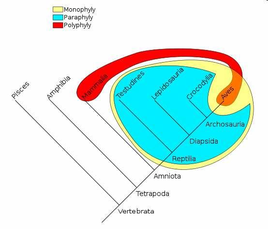 Systém a evoluce.