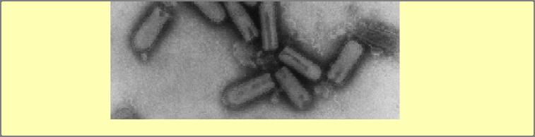 největší DNA viry (bakteriofág T2) Virus vztekliny PB2