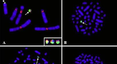 Různé počty chromosomů u blízce příbuzných druhů