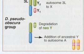 degenerace Třetí Y chromosom: neo Y - fúze X s