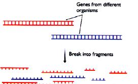 Chirochory C A T G Bacillus subtilis Vectorové znázornění genomové DNA sequence Escherichia coli Jak studovat evoluci genomu?