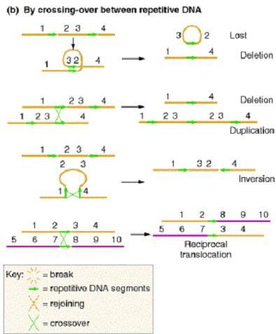 Chromosomové přestavby Zlom chromatidy a