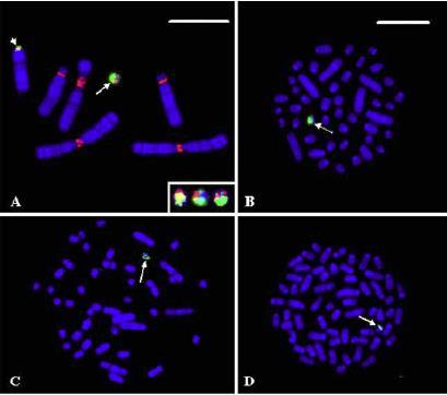 Různé počty chromosomů u blízce příbuzných druhů jelínků