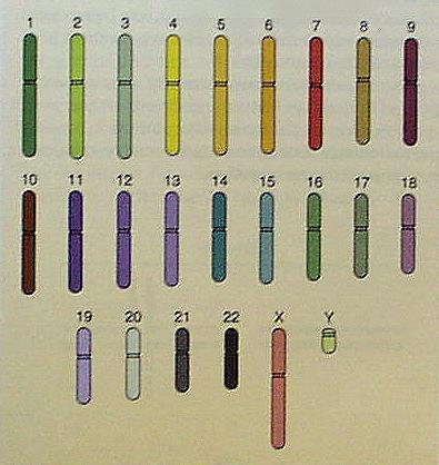 Srovnání lidských a myších chromosomů